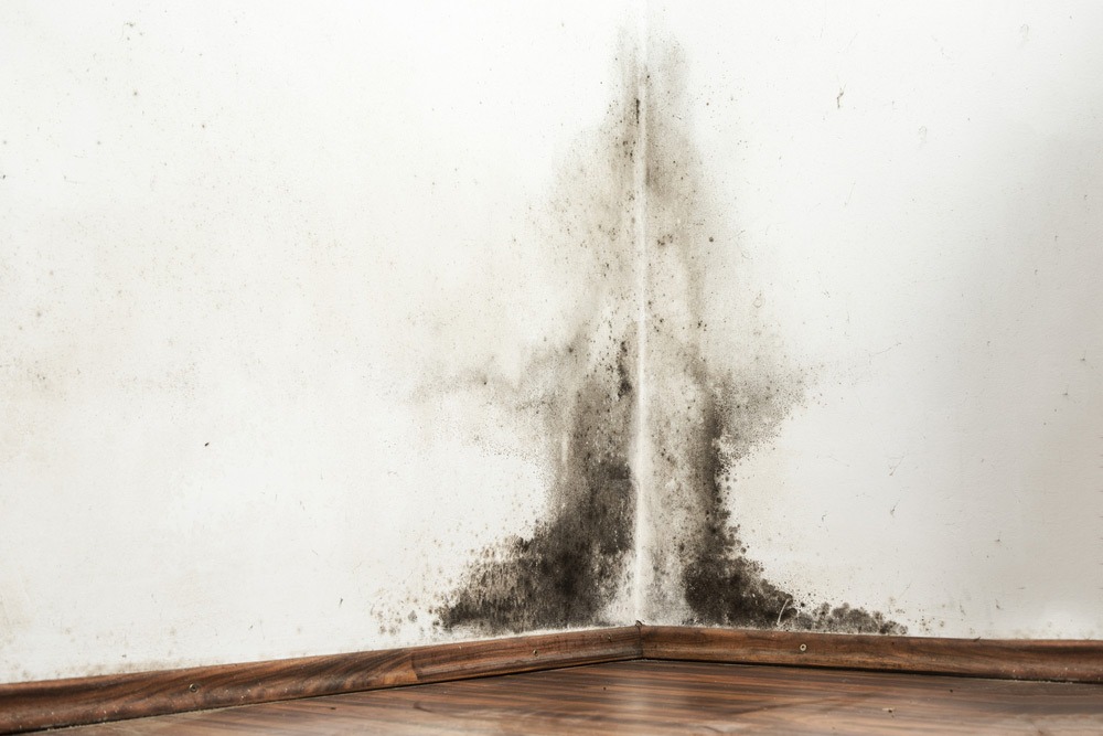 Howard Air: Types of Indoor Air Pollution in Your Home - Biologicals